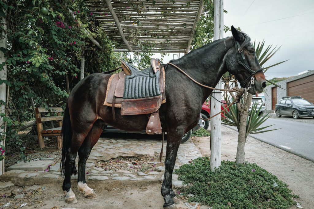 Caballos paso - Routes of Peru